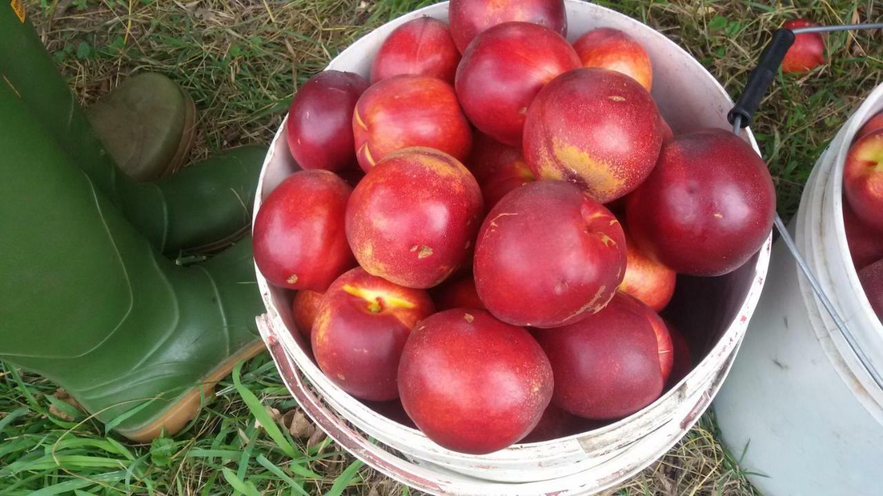 فيلا فاليجيو سول مينشيوفي Agriturismo La Pace المظهر الخارجي الصورة